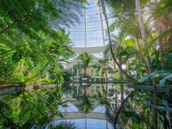 NYBG Ny MOm