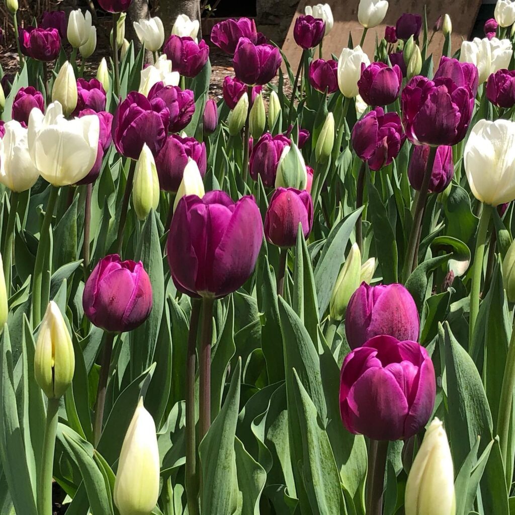 Frelinghuysen Arboretum morristown nj gardens