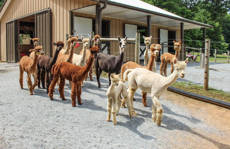 spring break ideas New Jersey alpacas nj mom nj