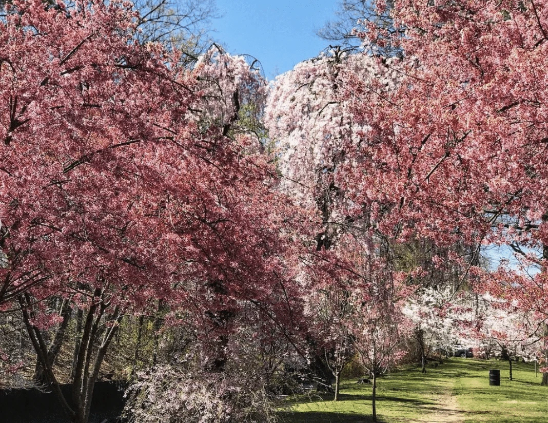 cherry blossoms at branch brook park nj mom