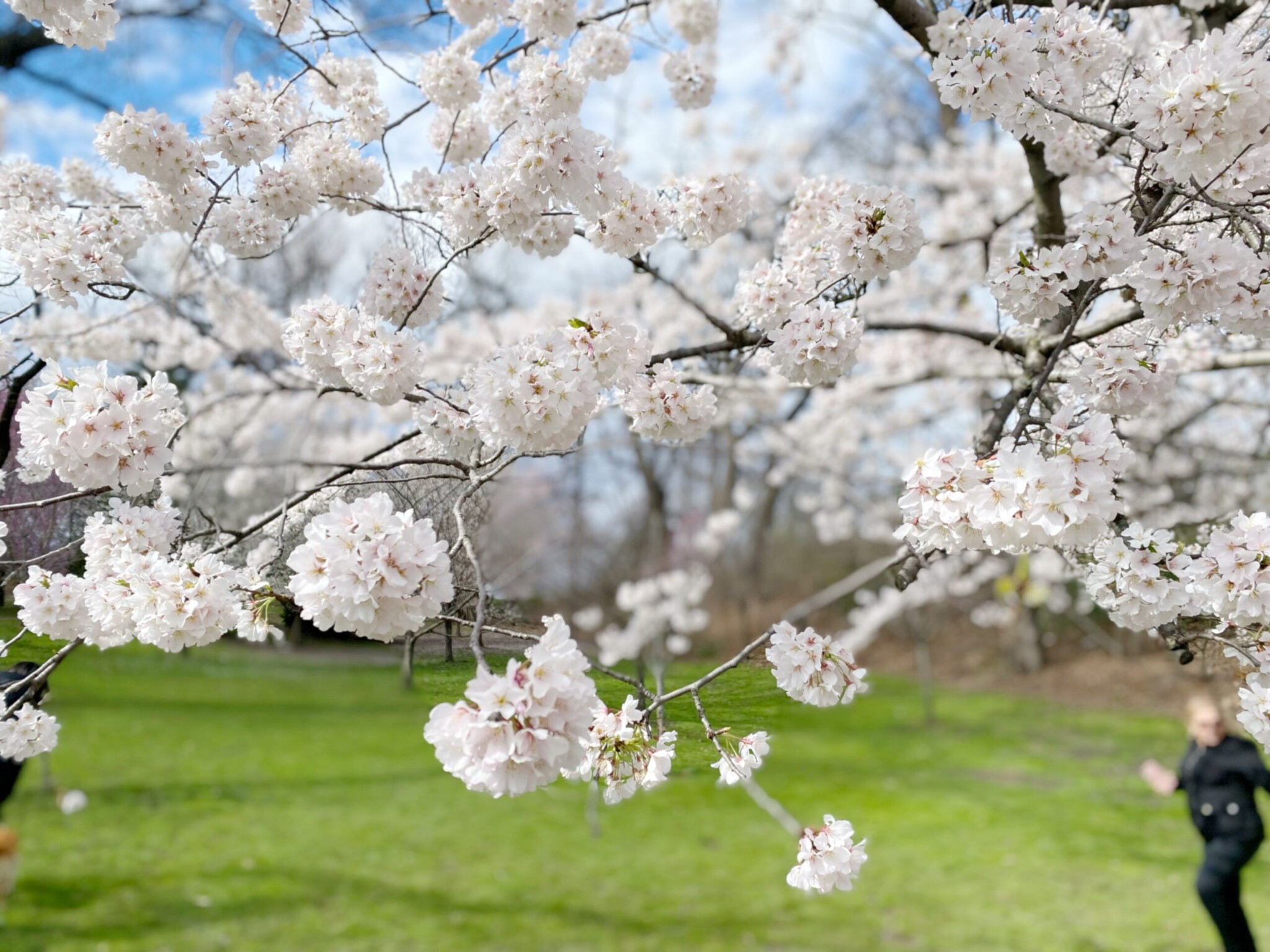 Branch Brook Park cherry