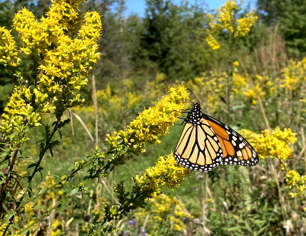 butterfly gardens in nj Watershed nj mom