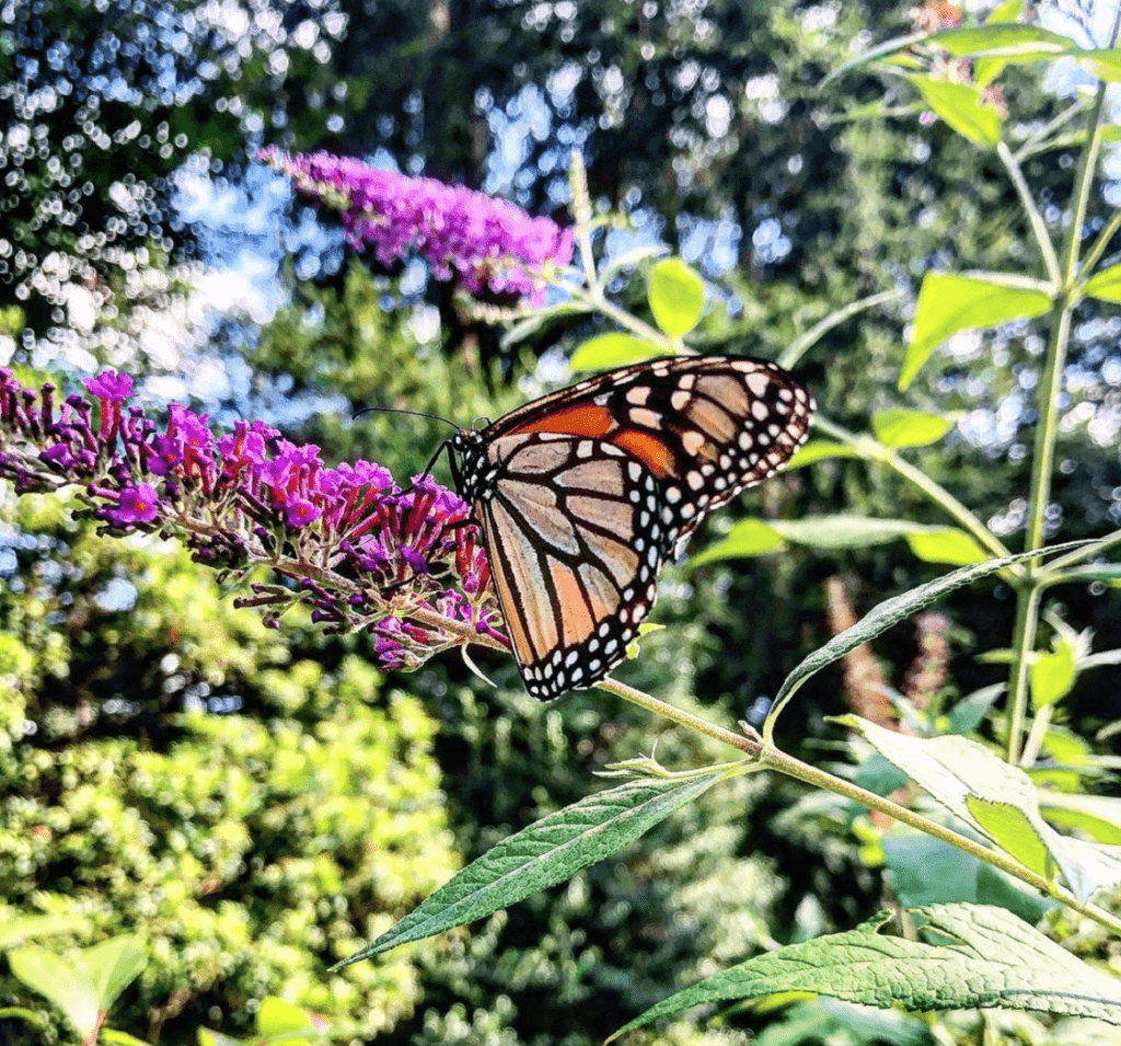 butterfly gardens in NJ Van Vleck House and Gardens nj mom