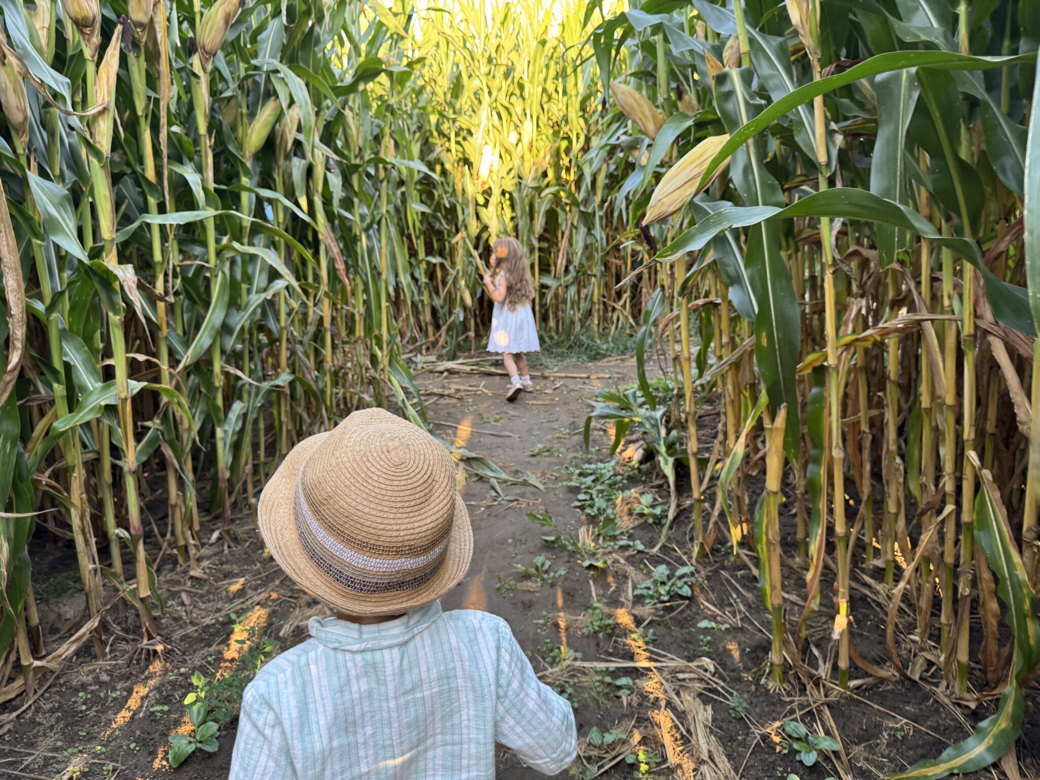 Carm's Farm maze nj mom