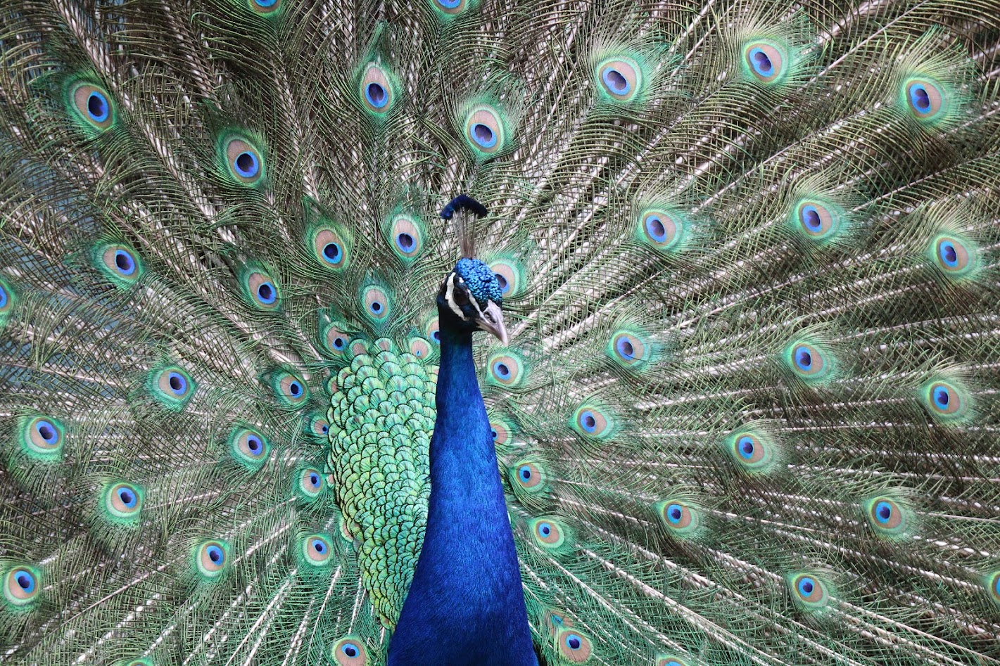 Cohanzick zoo peacock nj mom