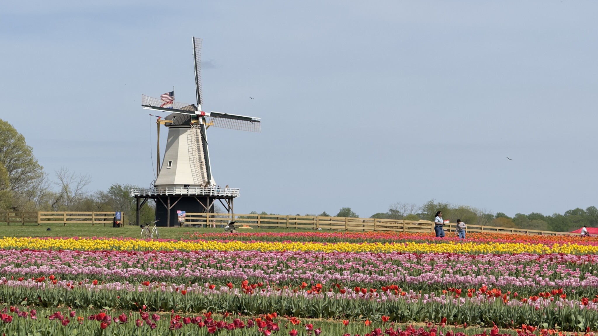 Holland Ridge Tulips windmill nj mom
