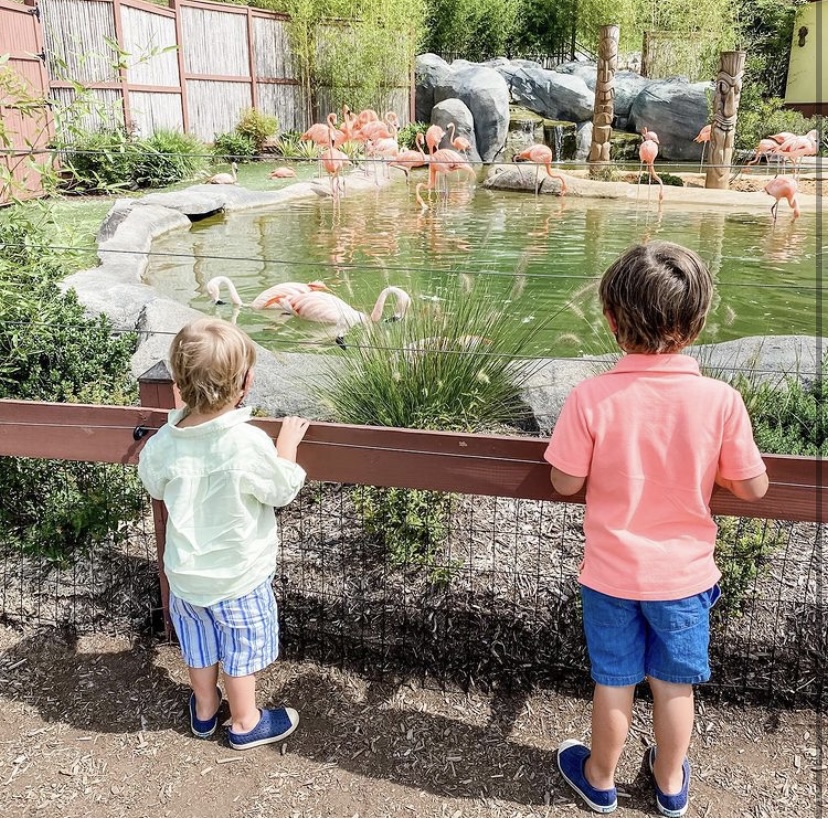 boys watching the flamingos zoos in New Jersey, Turtleback Zo nj mom nj