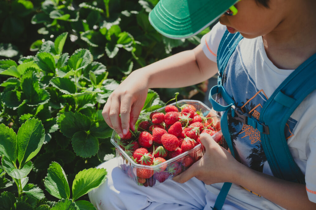 pick your own farms nj fruit nj mom