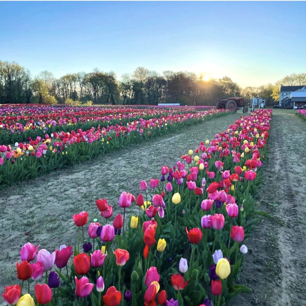nj mom tulips