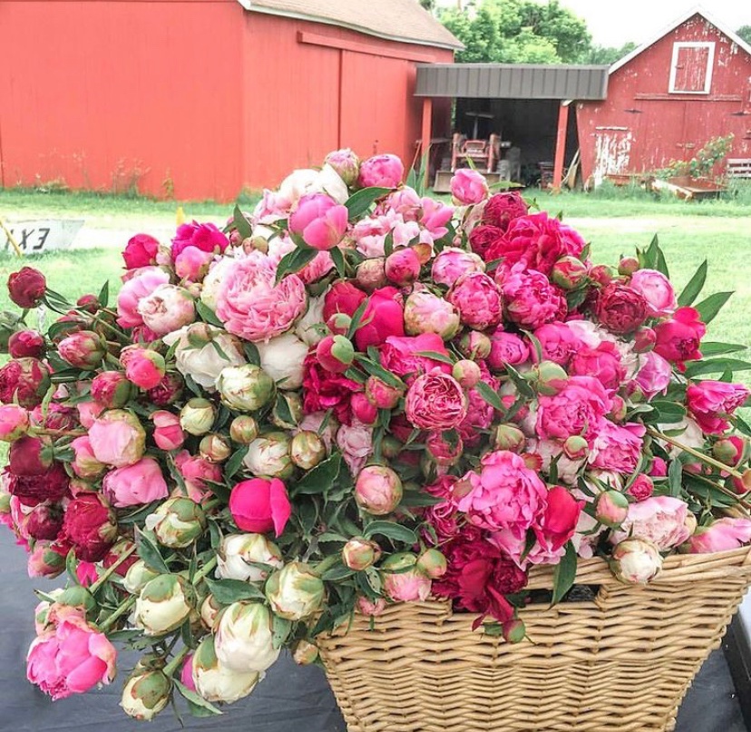 pink peonies flowers nj mom nj