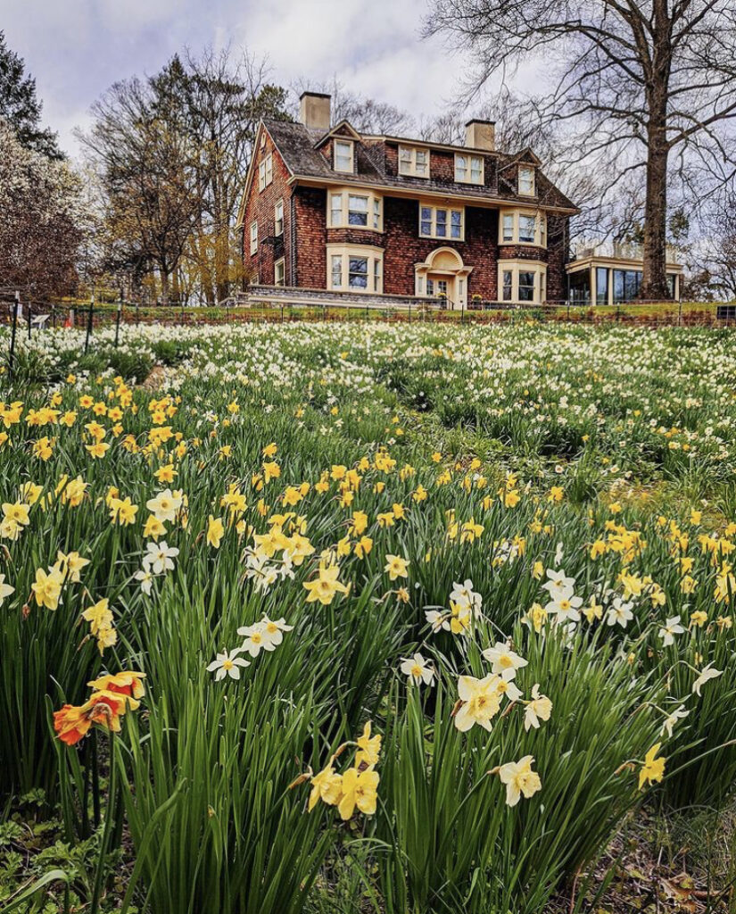 daffodils in front of a mansion
