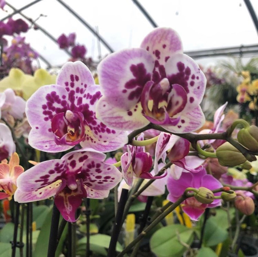 purple orchid flowers nj mom nj