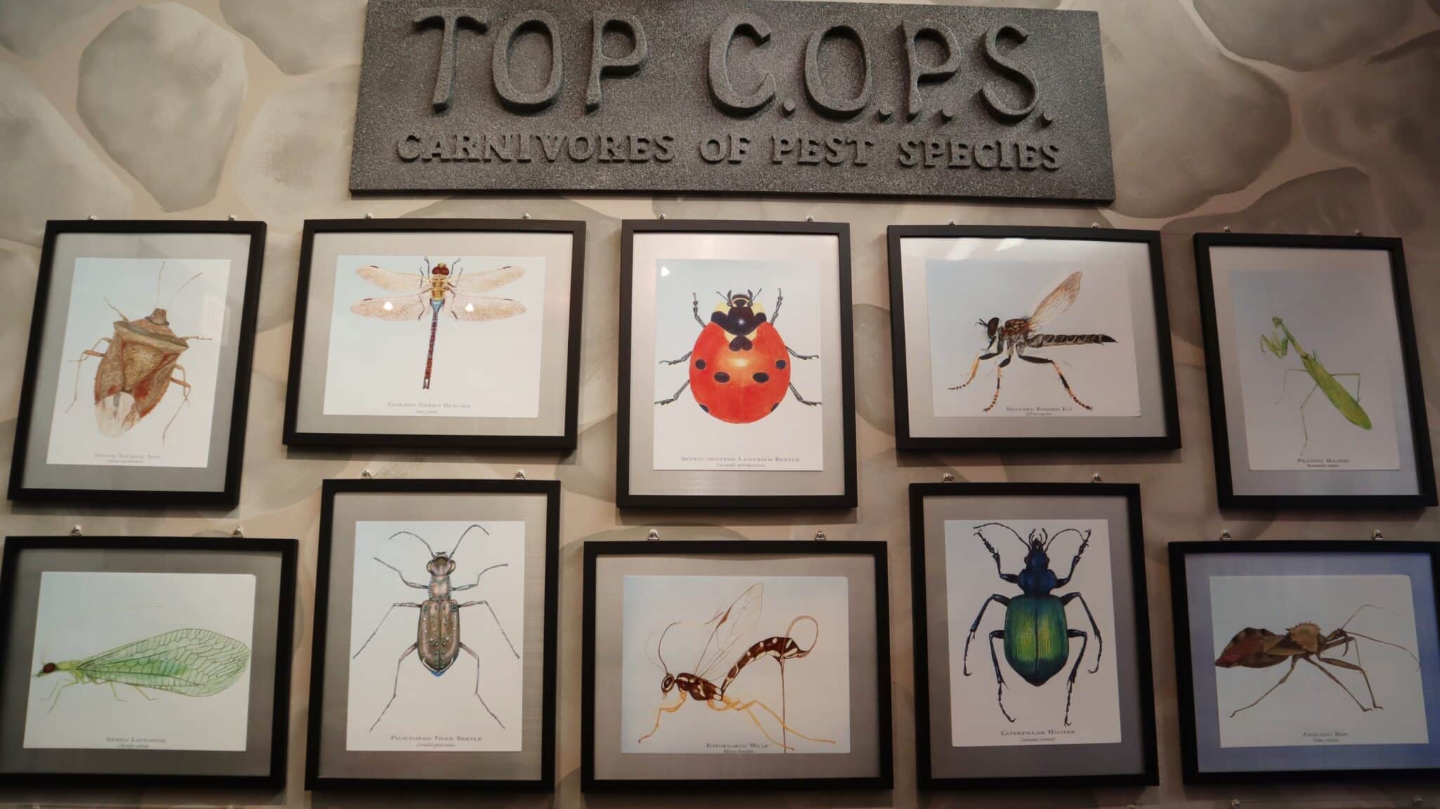 Insectropolis nj mom