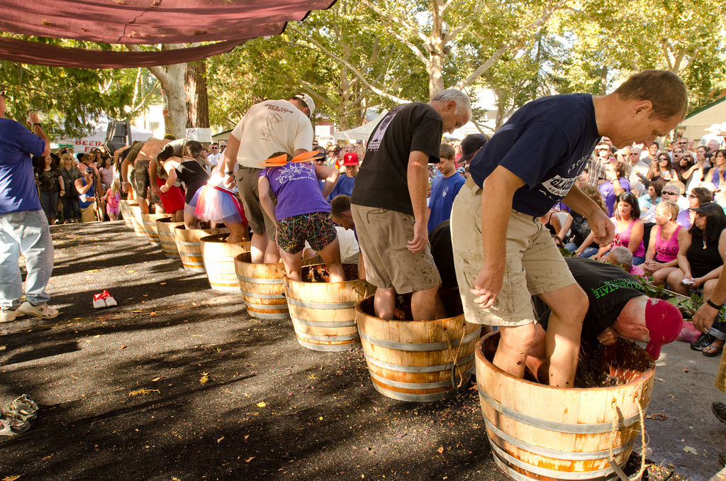 Laurita Winery grape stomp