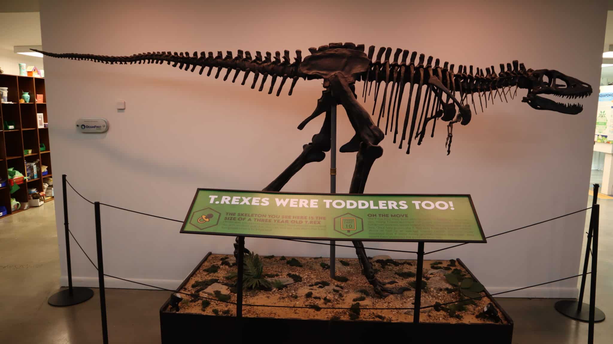 Monmouth Museum Dino nj mom