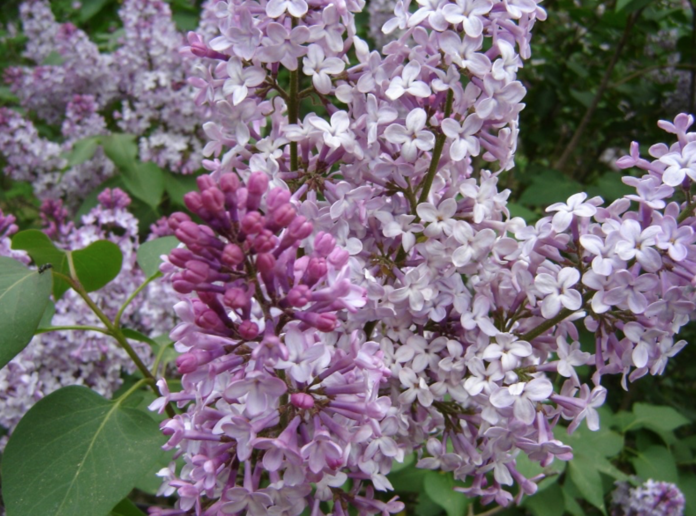 New Jersey Botanical Garden nj mom