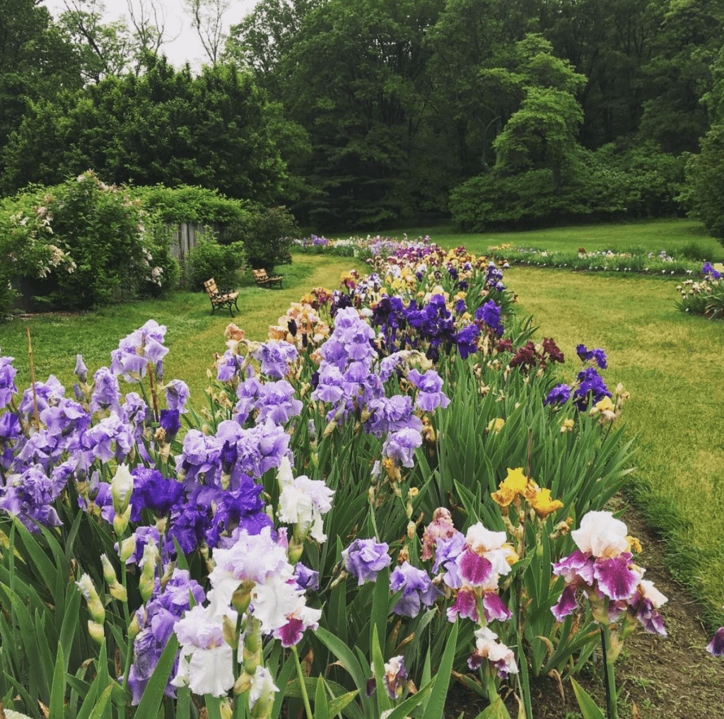 irises flowers in nj