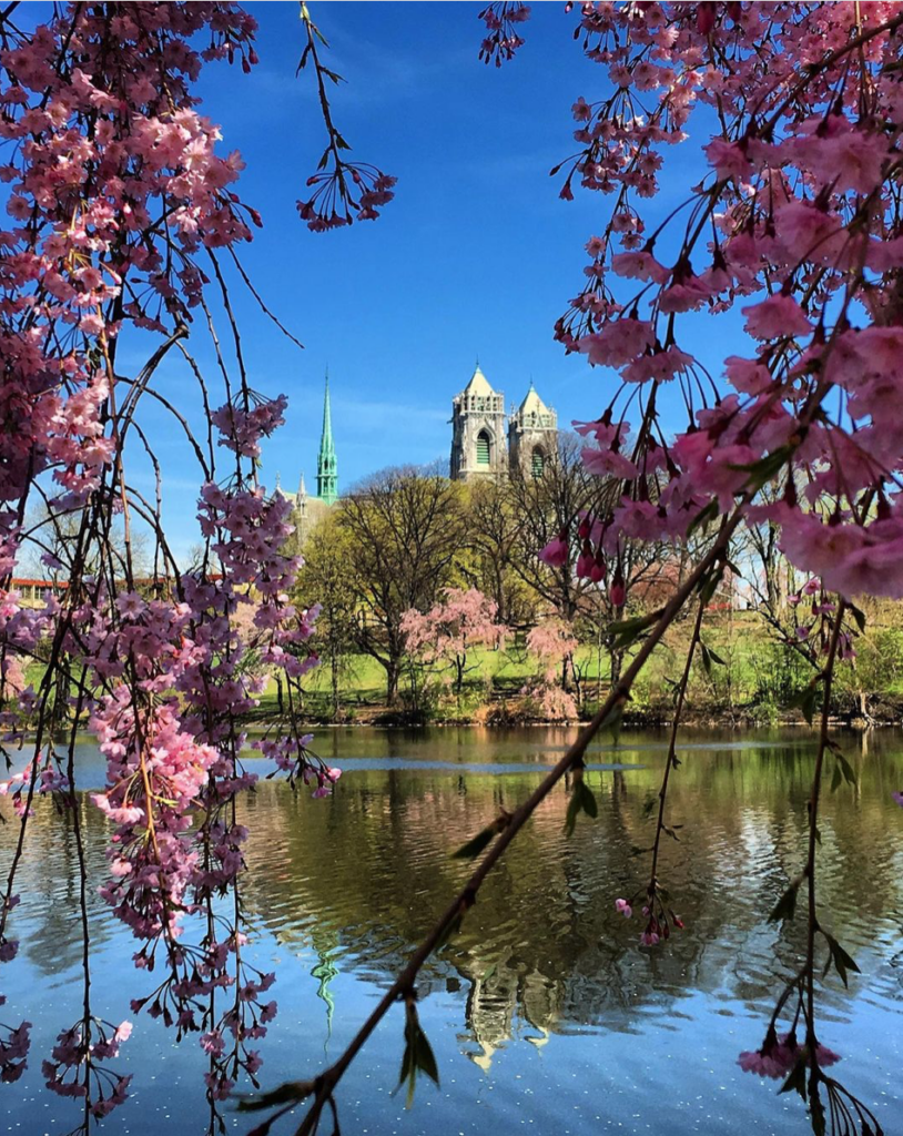 cherry blossoms at Branch Brook Park