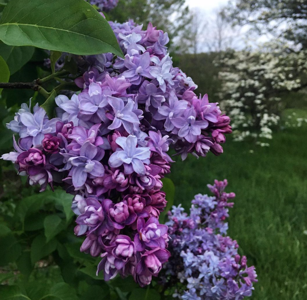 violet colored lilacs