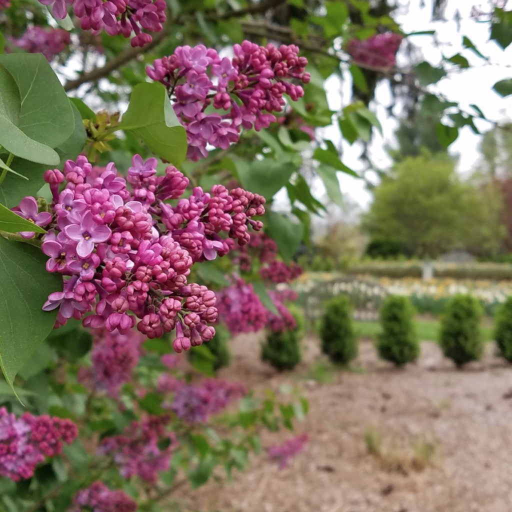 purple lilacs nj mom