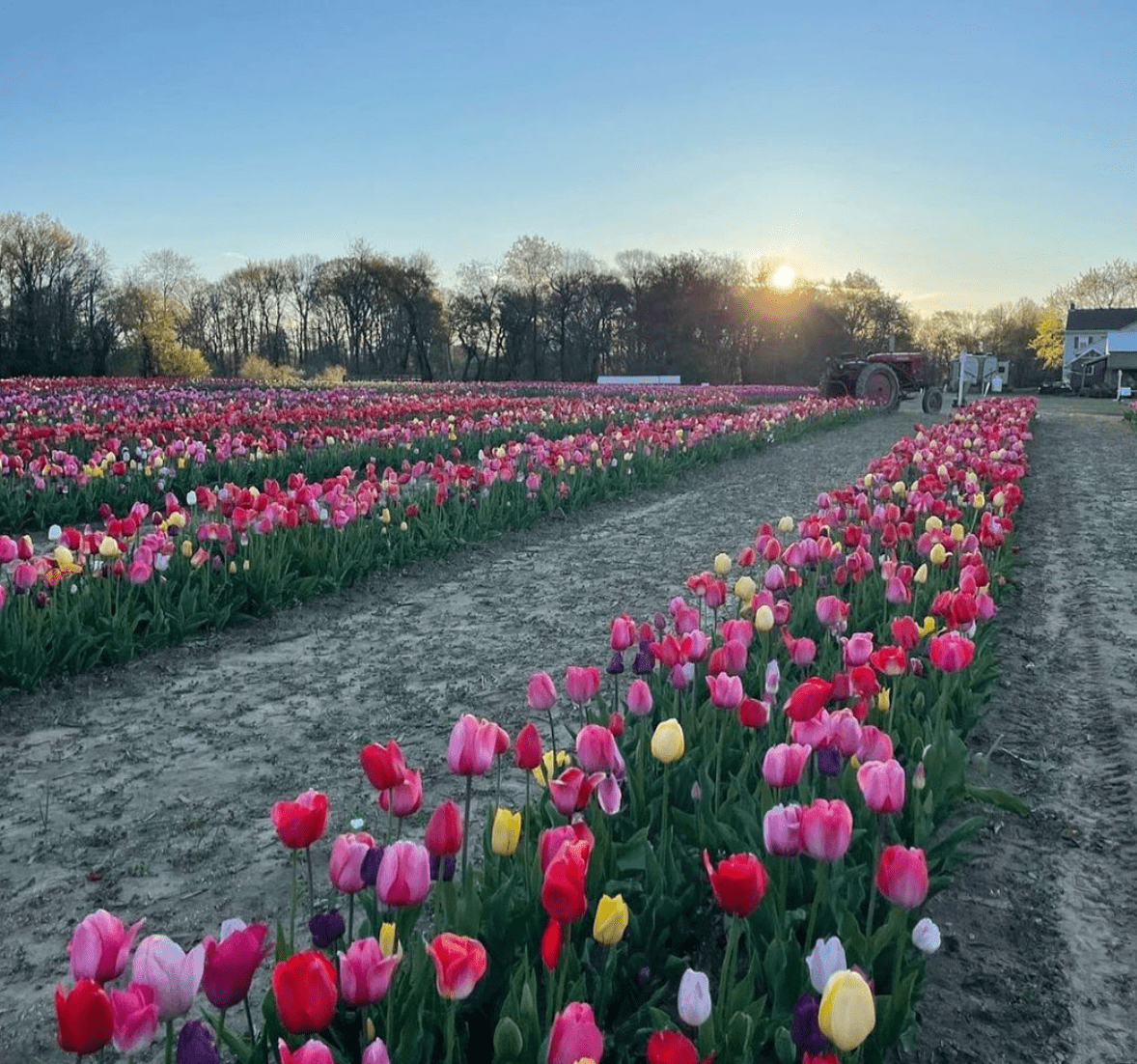 Tulips In NJ nj mom