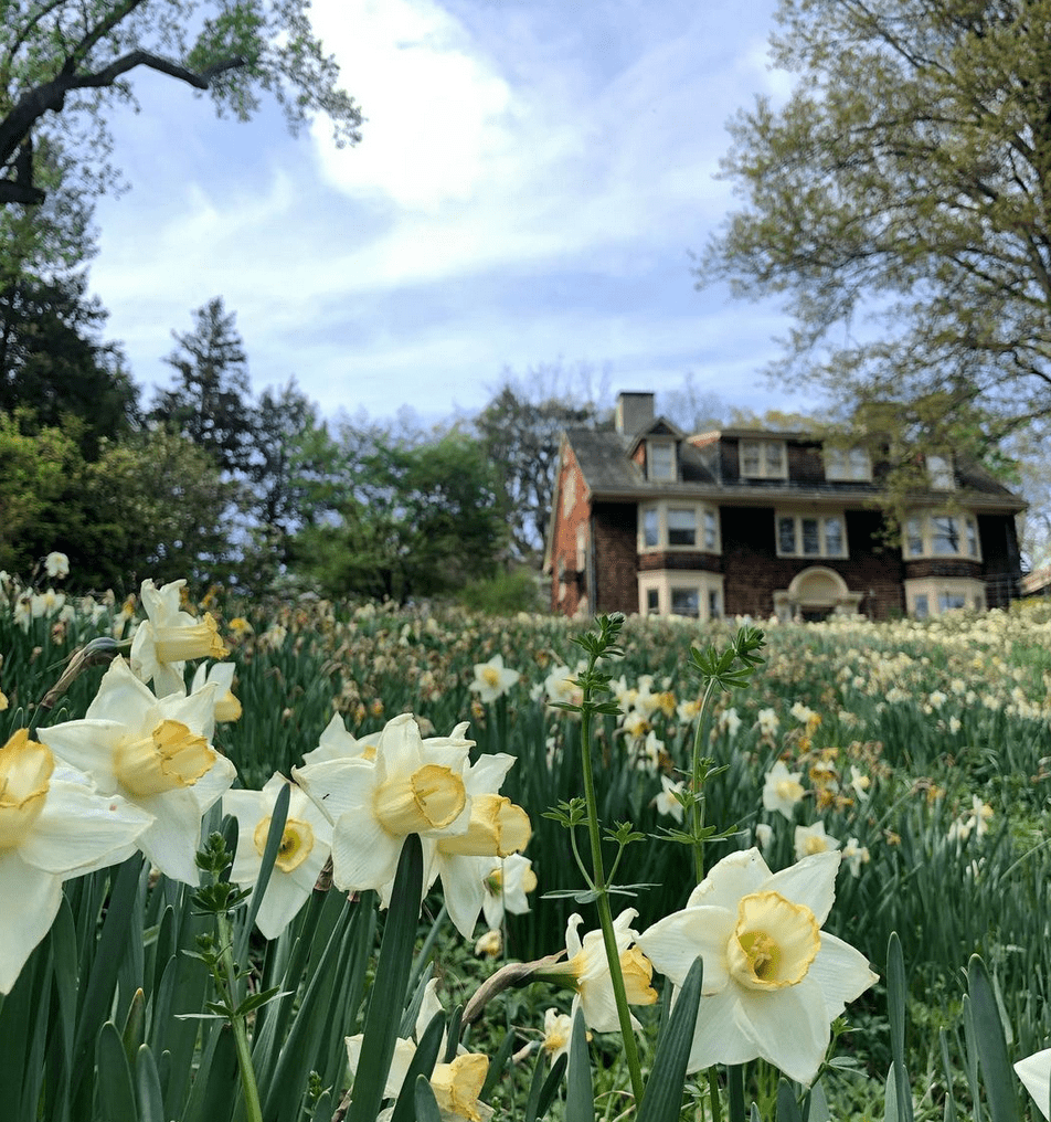 Daffodil Day
