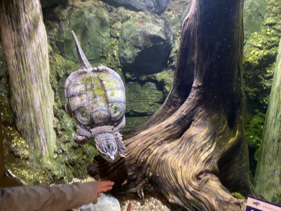 South Jersey Aquariums SJ Mom