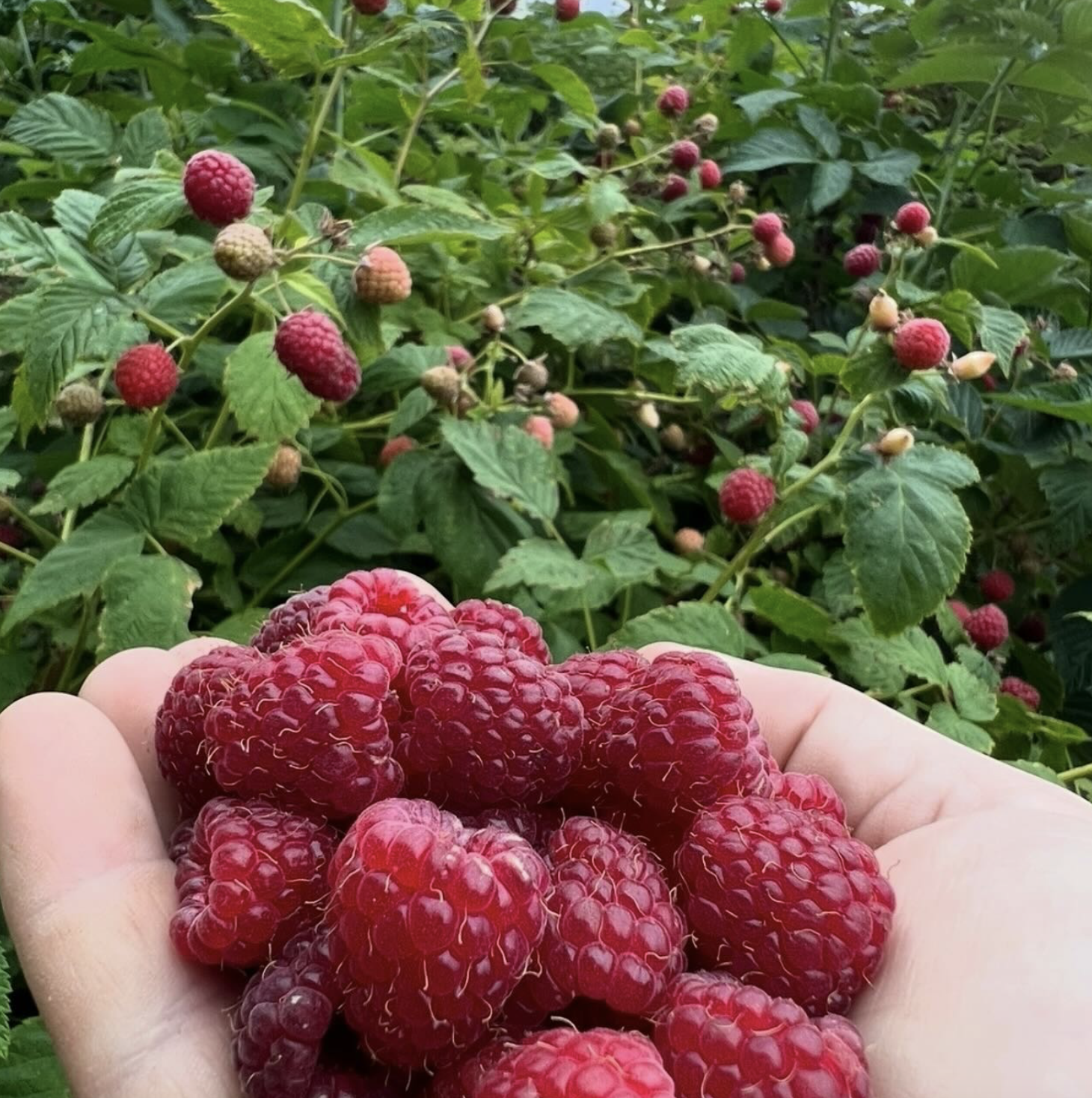 Von Thun Farm berries nj mom