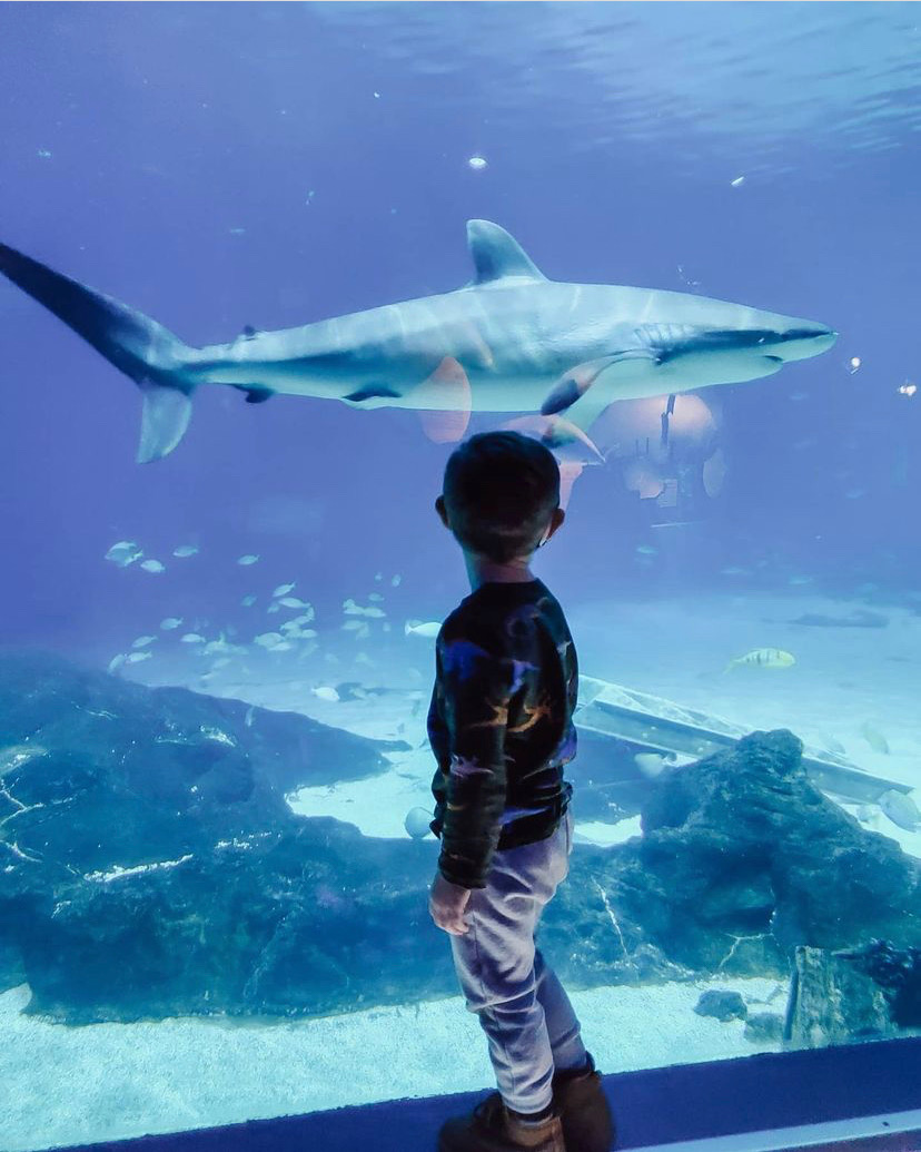 adventure aquarium nj mom