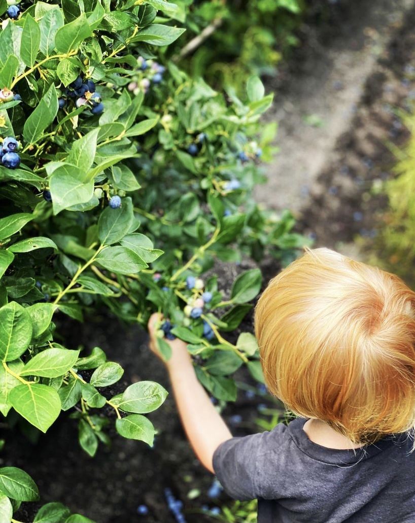 New Jersey blueberry picking nj mom