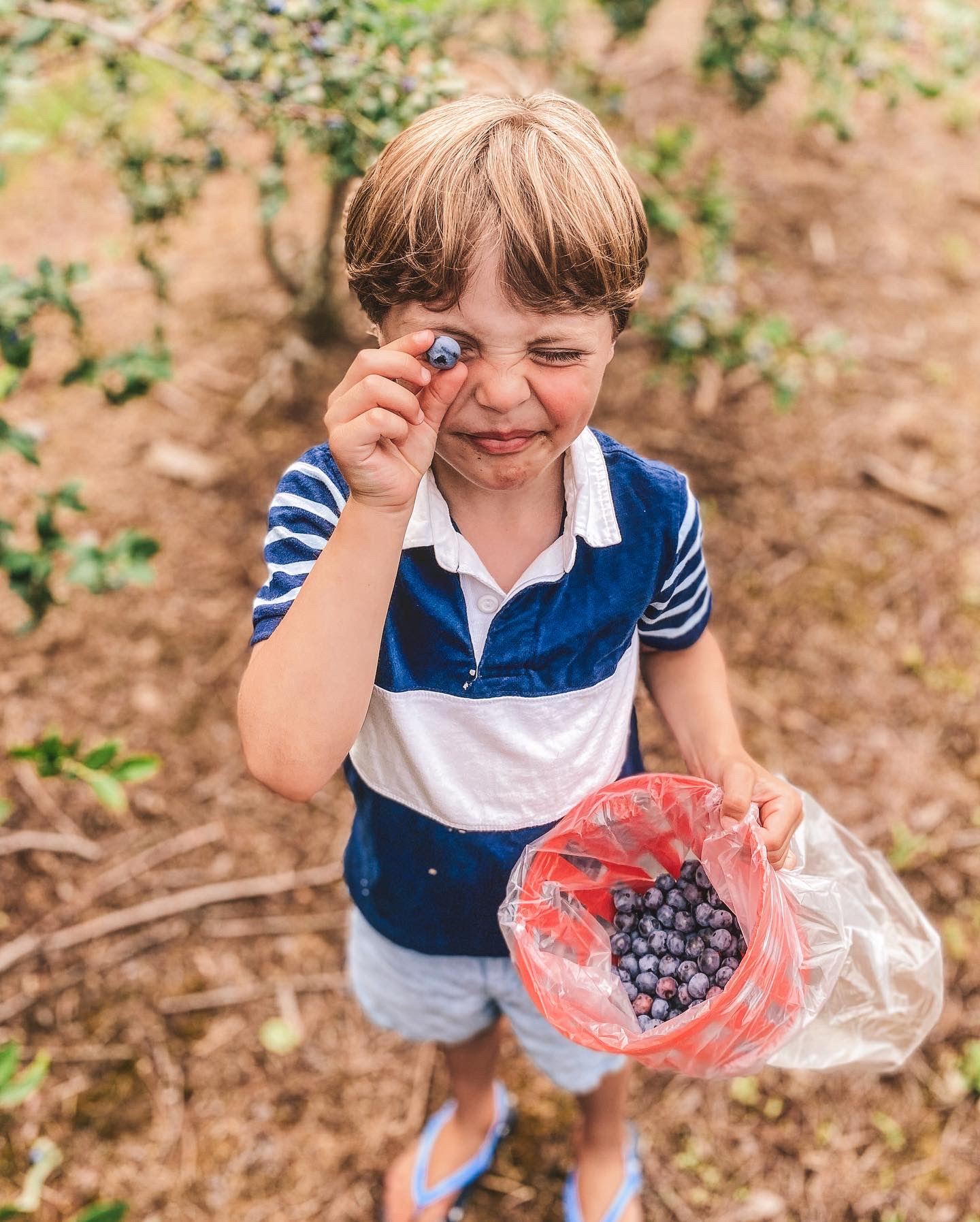 Hillview blueberry nj mom