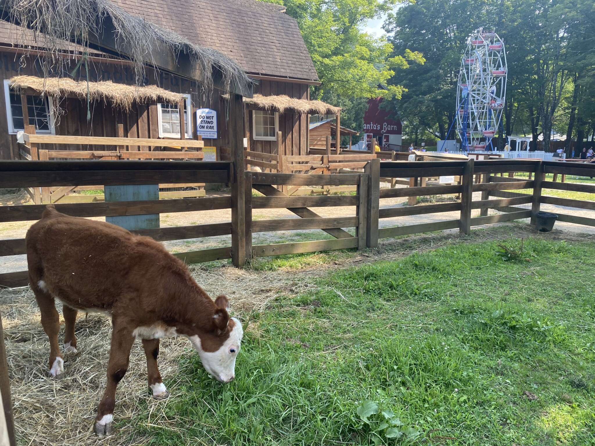 cow at the Land of Make Believe nj mom