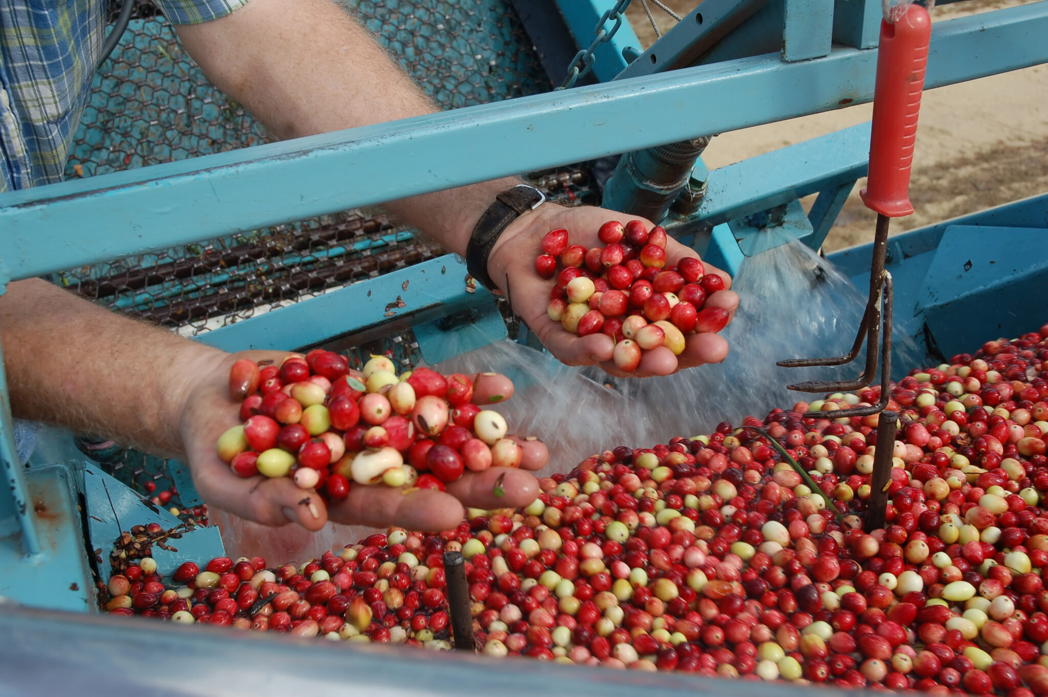 cranberries in nj harvest nj mom