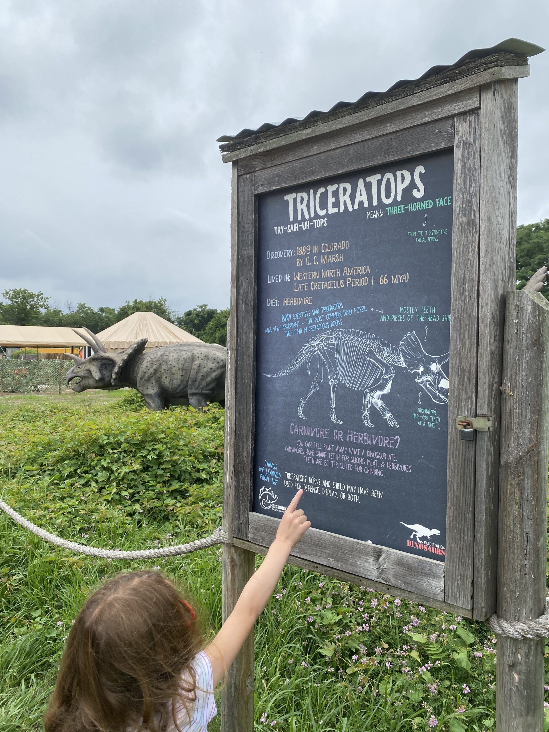 Field Station Dinosaurs triceratops nj mom