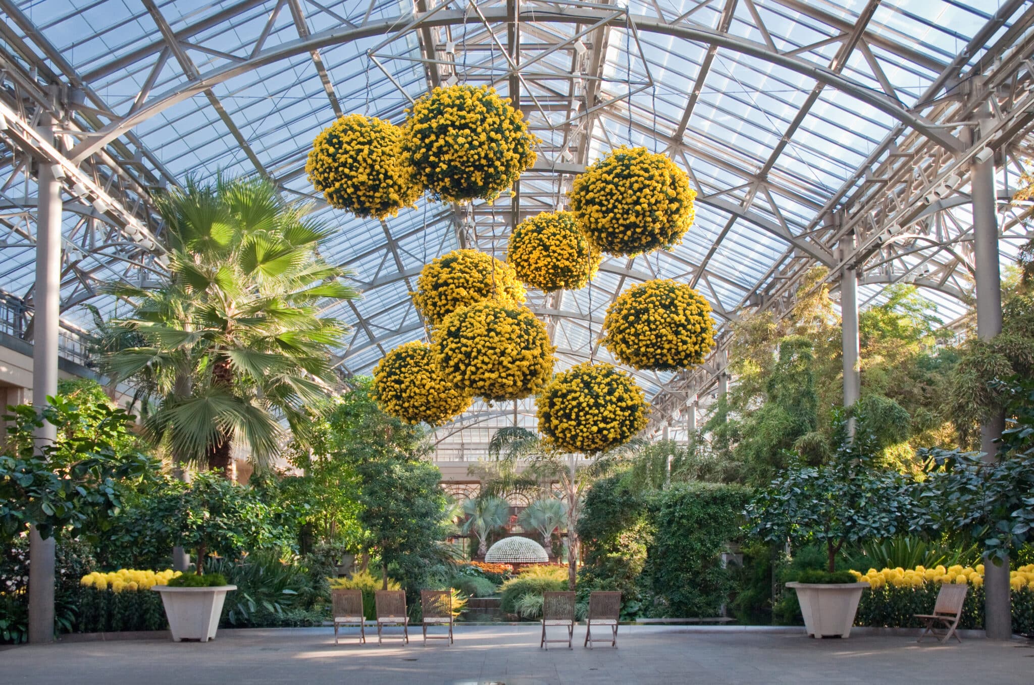 Chrysanthemum Festival longwood gardens nj mom