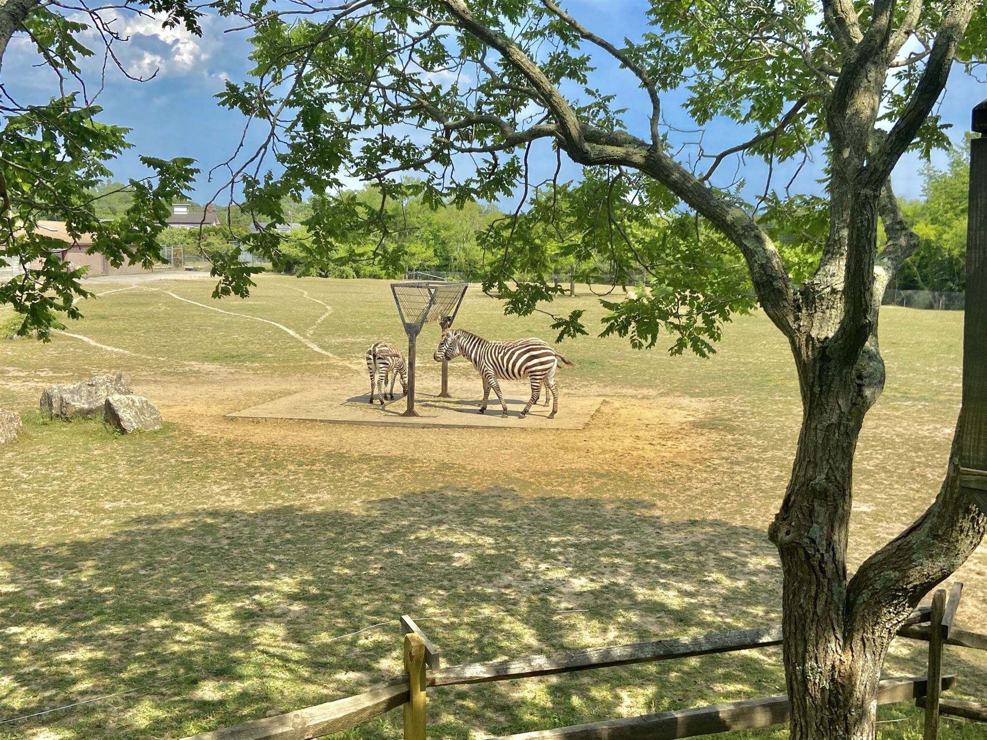 Free attractions in NJ Cape May Zoo New Jersey nj mom