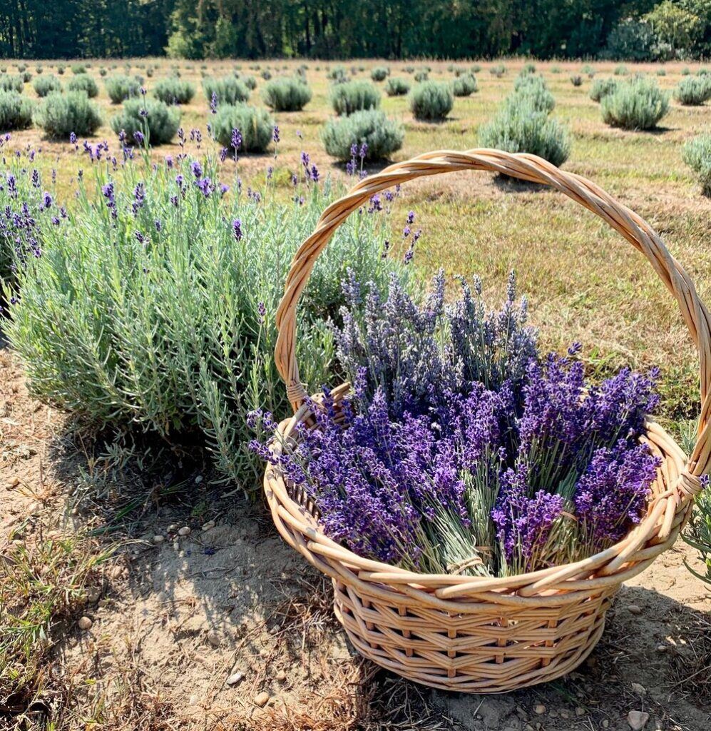 Lavender Farms in NJ nj mom