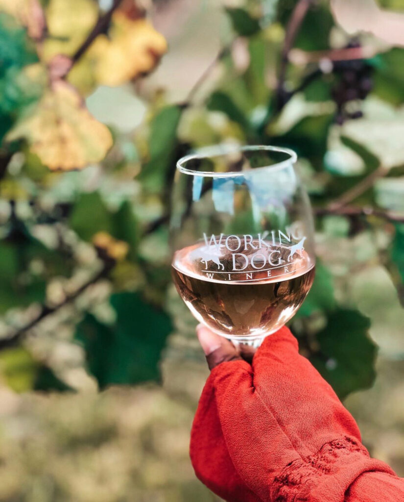  NJ Winery Vineyards in nj