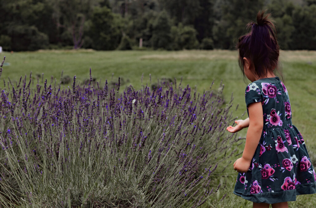 Princeton bajajbrood, lavender farm in NJ nj mom