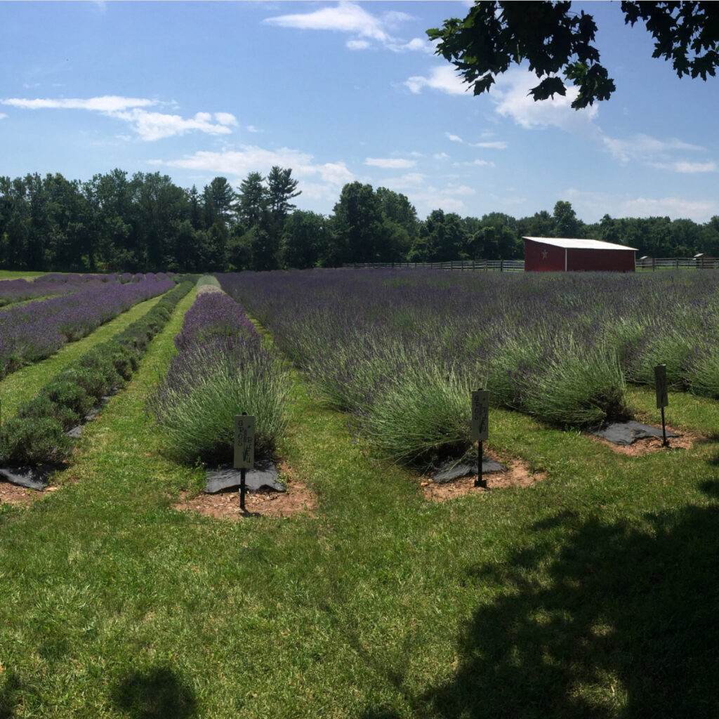 Hidden Spring Lavender Farm nj mom