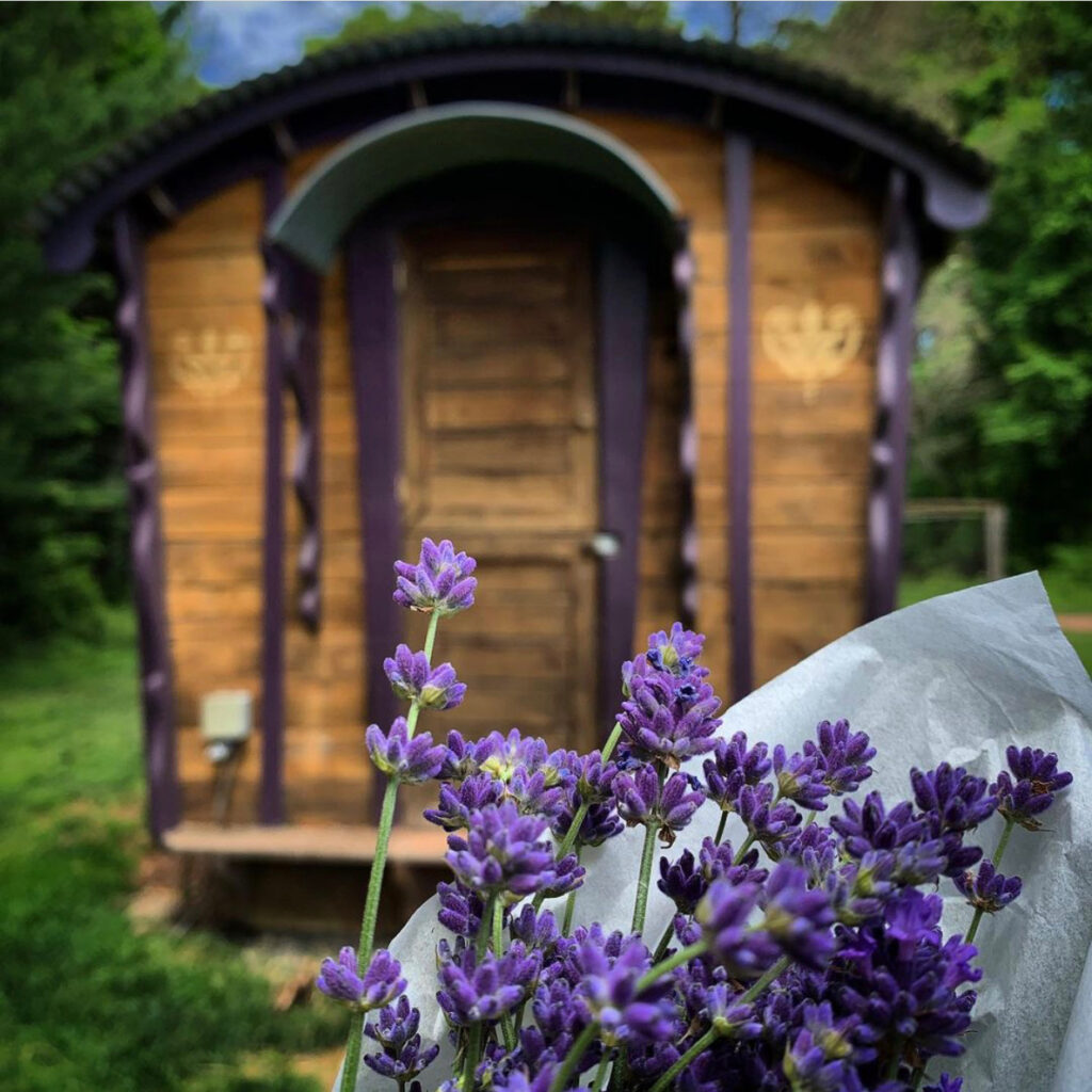 lavender farms nj mom