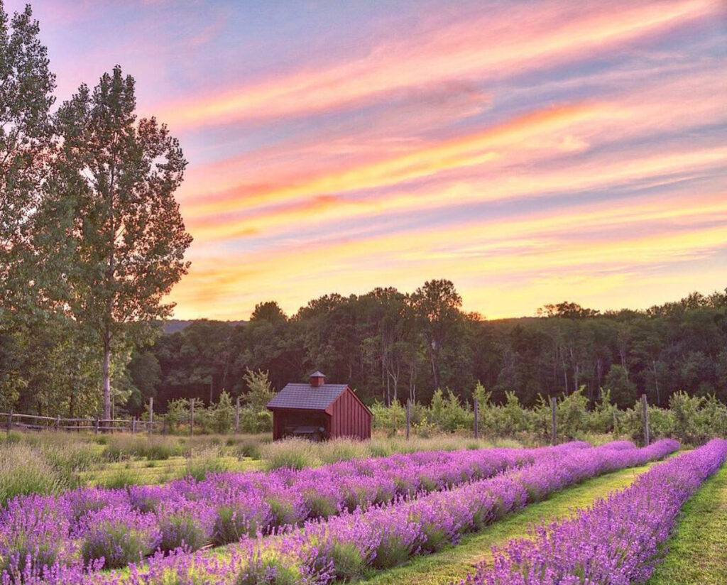 Orchard View rachelellentuck_photography nj mom