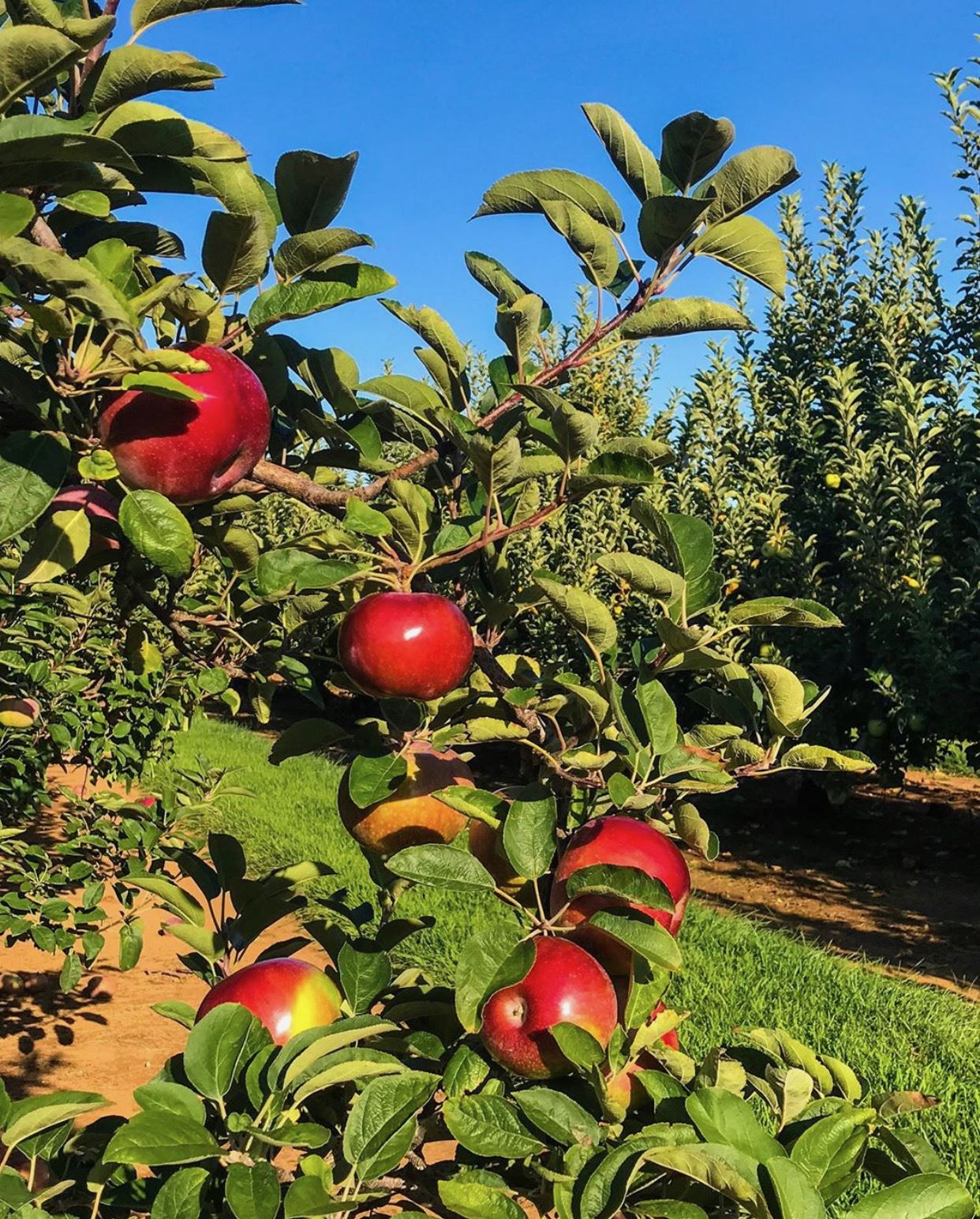 nj mom apple picking in NJ season apple farm new jersey