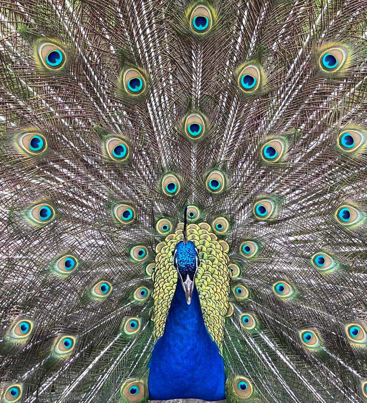 nj-mom-cape-may-county-park-and-zoo-new-jersey-1-1