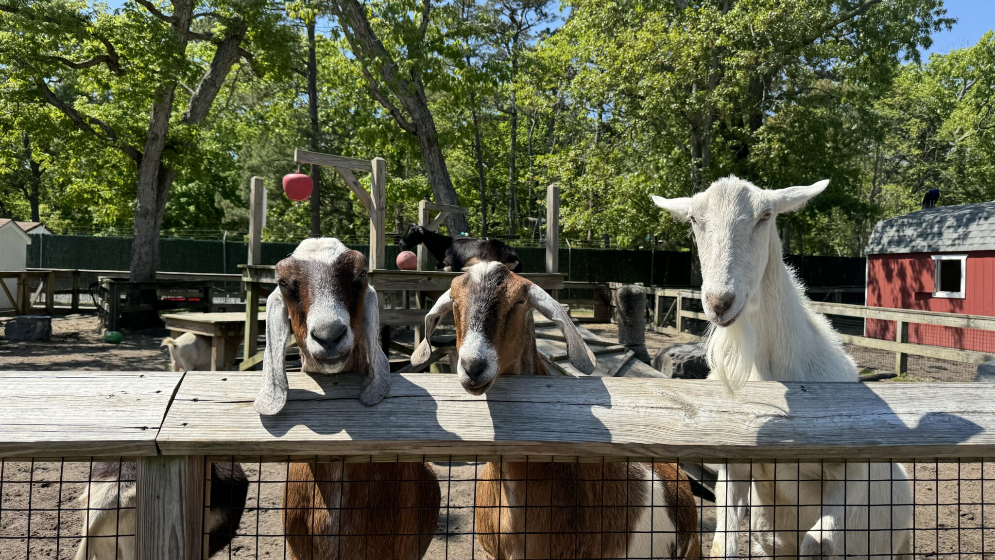 nj-mom-cape-may-county-park-and-zoo-new-jersey