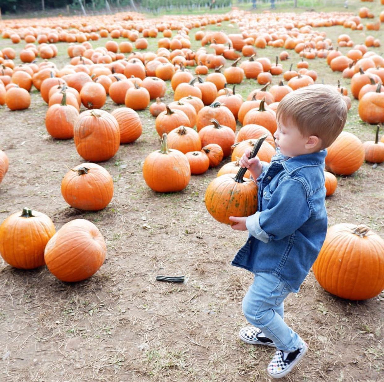 fall activities in NJ nj mom fall bucketlist new jersey