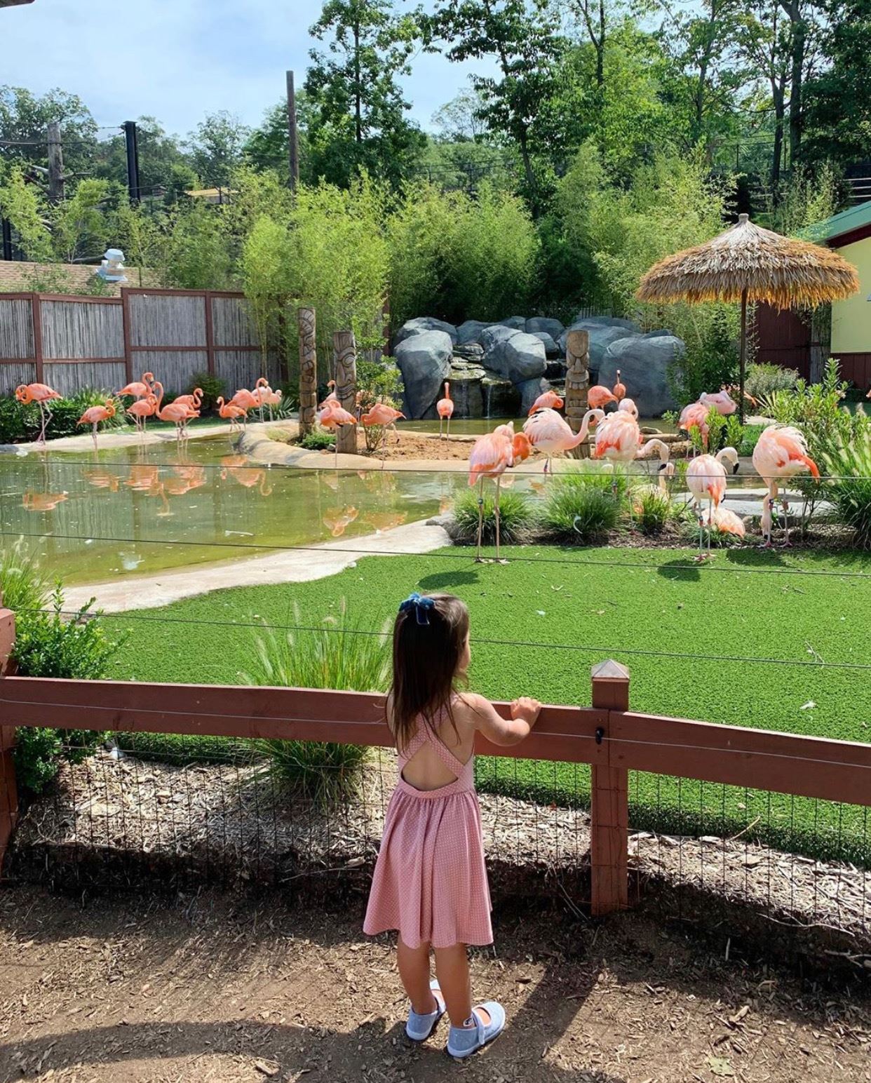 Turtle Back Zoo flamingo nj mom