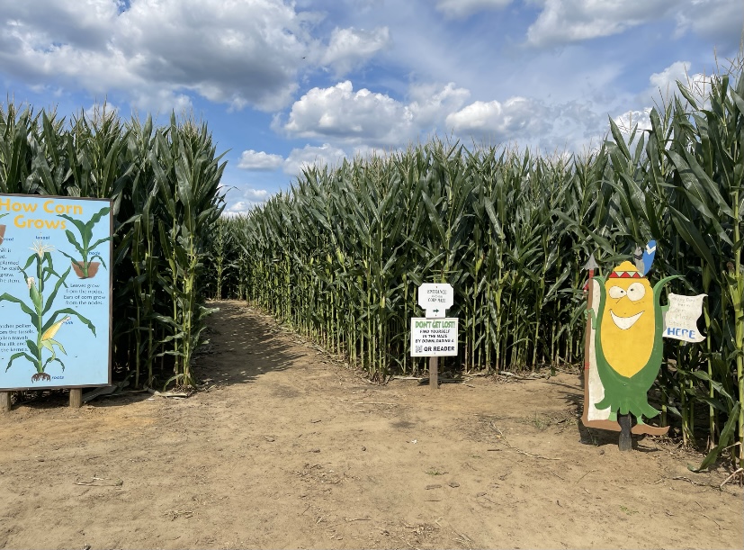 nj corn maze happy day farm new jersey