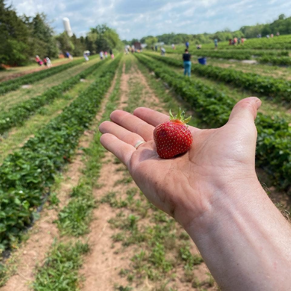 strawberry picking in NJ Snyder's farm hand nj mom
