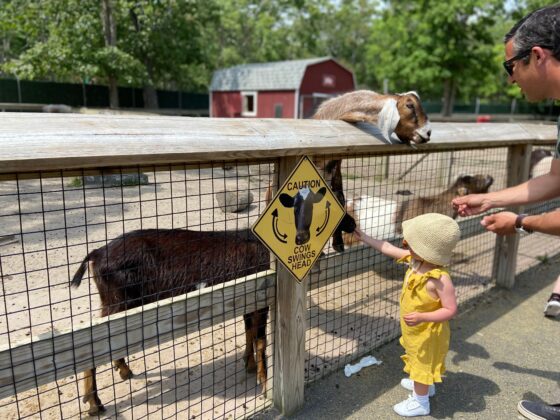 things to do in south jersey cape may zoo nj mom